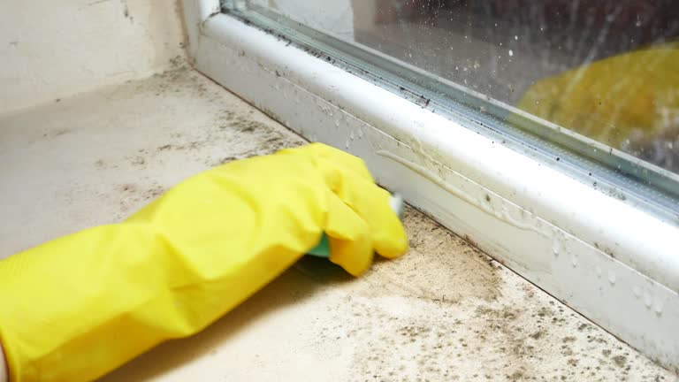 Why You Should Choose Our Mold Remediation Services in Salem, SD